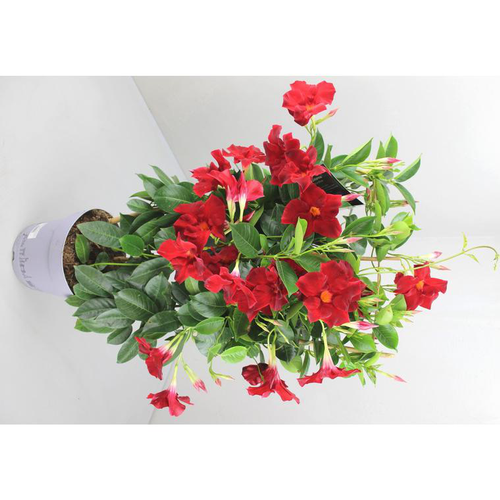 Visuel 1 du produit Dipladénia Fushion Tokyo Espalier - Le pot de 2,5 litres