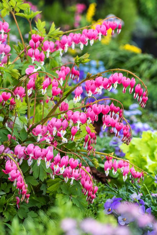 Visuel 1 du produit Cœur-de-Marie  - Le pot de 2 litres