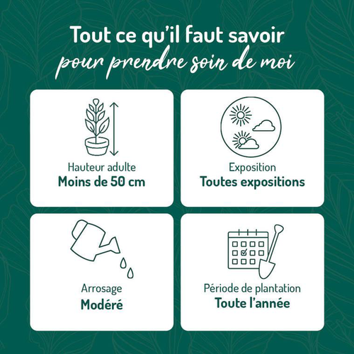 Visuel 2 du produit Fusain Minimus en pot de 3 litres