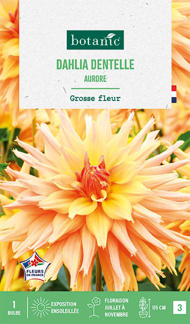 Visuel 1 du produit Bulbe de fleurs Dalhia cactus Aurore botanic® - 1 bulbe