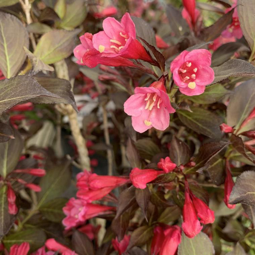 Visuel 1 du produit Weigela Florida Alexandra 50/60. Le pot de 5 litres