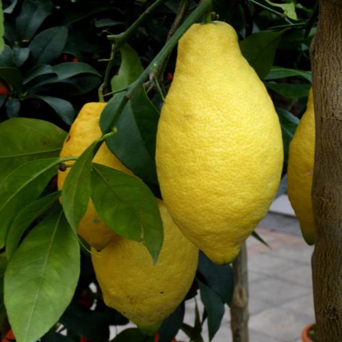 Visuel 1 du produit Citronnier jaune calibre 25/30. Le pot de 90 litres