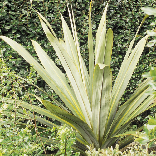 Visuel 1 du produit Cordyline indivisa 150/175 cm en pot de 30 L