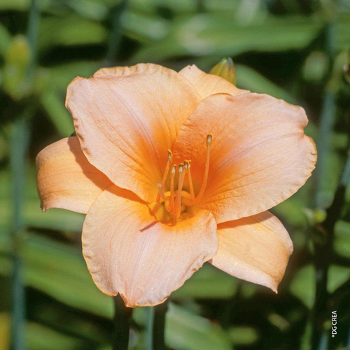 Visuel 1 du produit Hémérocalle 'Ono' - Le pot de 2 litres