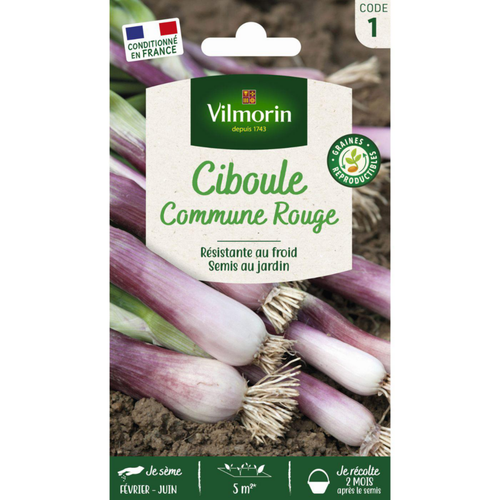 Visuel 1 du produit Sachet de graines de ciboule commune rouge