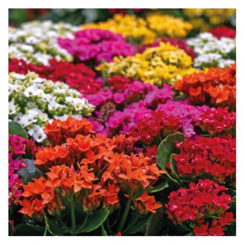 Visuel 1 du produit Kalanchoe à fleurs multicolores. La jardinière de 40 cm avec soucoupe