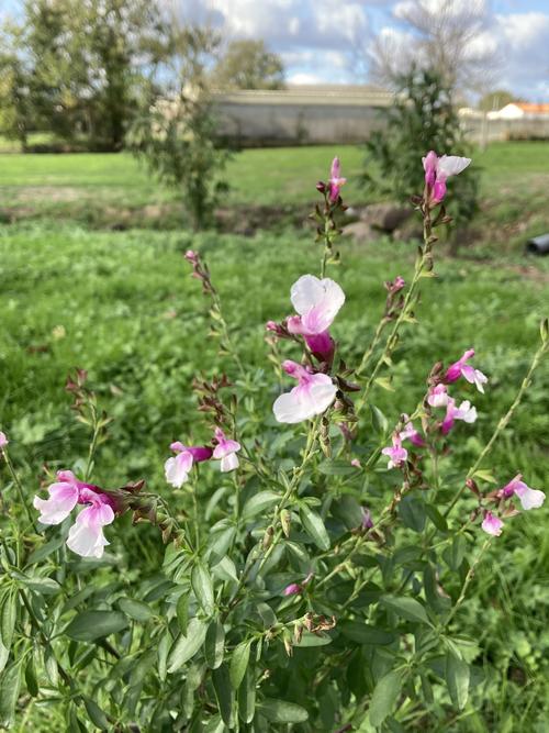 Visuel 1 du produit Sauge arbustive MAGICAL® MISSOURI - Le pot de 2 litres