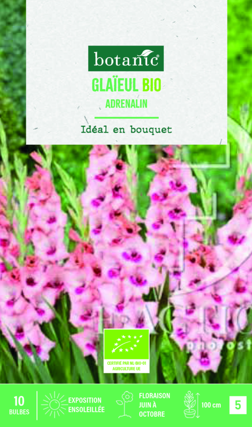 Visuel 1 du produit Bulbes de fleurs Glaïeul grandes fleurs Adrenaline bio botanic® - 10 bulbes