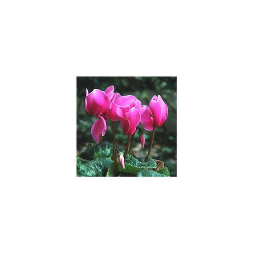 Visuel 1 du produit Mini Cyclamen et feuillage. La jardinière de 30 cm