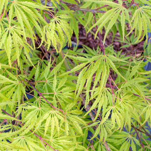 Visuel 1 du produit Erable du Japon (ACER PALMATUM DISSECTUM PALMATIFIDIUM ) Le pot de 110 litres