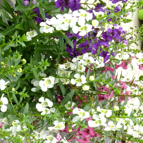 Visuel 1 du produit Angelonia. Le pot de 3 litres