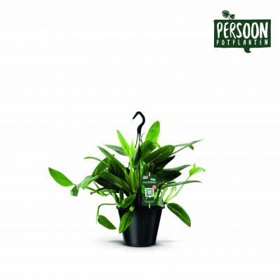 Visuel 1 du produit Philodendron Cobra. Le pot de Ø 19 x H 45 cm