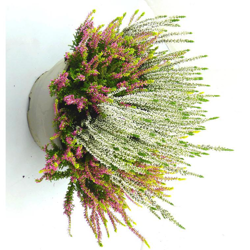 Visuel 1 du produit Erica Couronne - Le pot de 10,5 cm