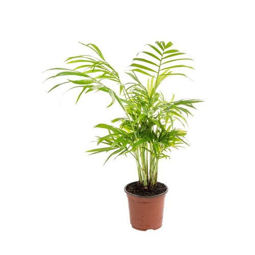 Visuel 1 du produit Chamaedorea Elegans ou Palmier nain pot Ø9 cm/ H25 cm