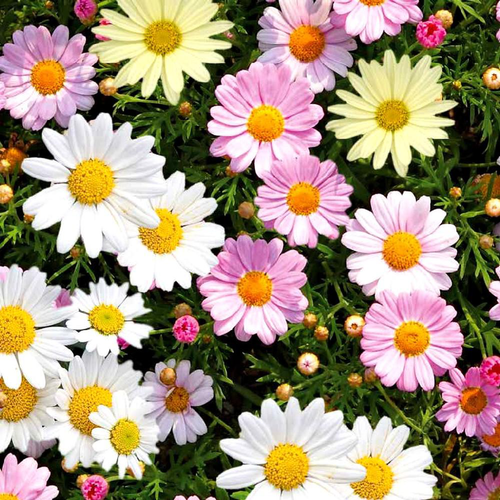 Visuel 1 du produit Anthemis Couleur. Le pot de 19 cm