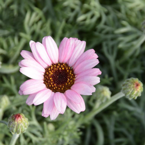 Visuel 1 du produit Marguerite du Maroc african rose en pot de 2 L