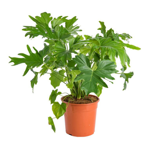 Visuel 1 du produit Aralia (FATSIA JAPONICA) Le pot de 10 litres