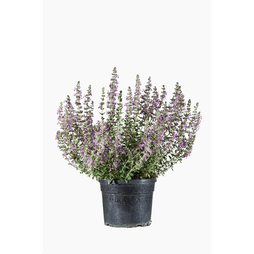 Visuel 1 du produit Teucrium - Le pot de 3 litres