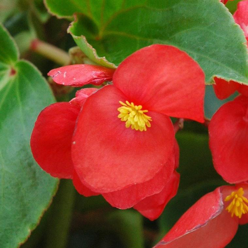 Visuel 1 du produit Bégonia semperflorens - Le pot de 10,5 cm