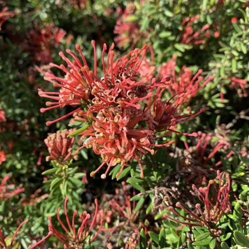 Visuel 1 du produit Grevillea Juniperina New Blood touffe. Le pot de 3 litres