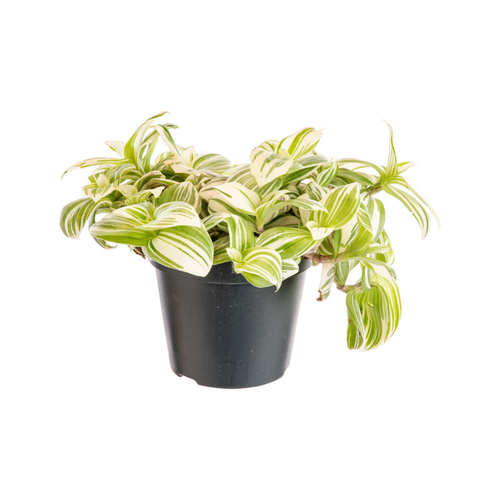 Visuel 1 du produit Tradescantia Brightness blanc. Le pot Ø 12 cm