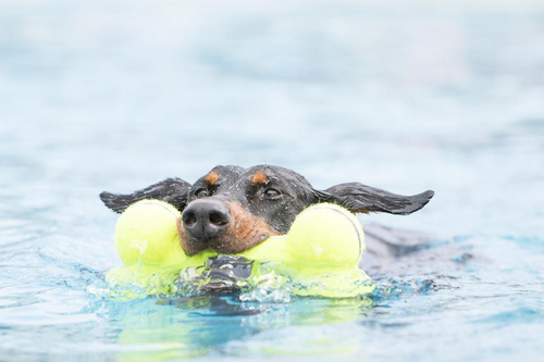 Visuel 3 du produit Jouet pour chien Airdog Dumbbell Kong coloris jaune - Taille L