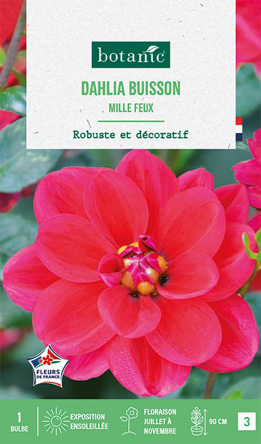 Visuel 1 du produit Bulbe de fleurs Dalhia buisson Mille Feux botanic® - 1 bulbe