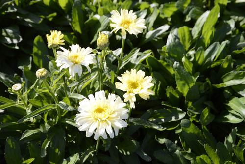 Visuel 1 du produit Marguerite d'été ‘Real Charmer’ - Le pot de 2 litres