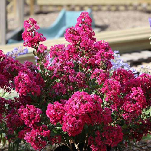 Visuel 1 du produit Lagerstroemia Indica With Love Kiss rose. Le pot de 2 litres