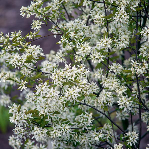 Visuel 1 du produit Amélanchier ‘Ballerina’ botanic® vert. Le pot de 10 litres