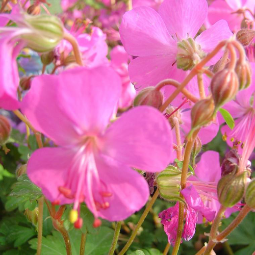 Visuel 1 du produit Géranium Vivace des Balkans - Le pot de 2 litres