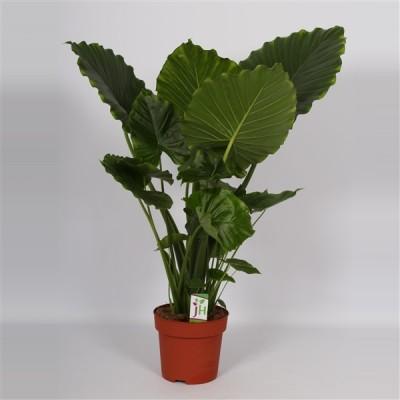 Visuel 1 du produit Alocasia Gageana California. Le pot de Ø 21 x H 95 cm