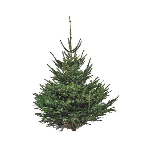 Visuel 1 du produit Sapin de Noël naturel coupé Nordmann - de 350 à 400 cm