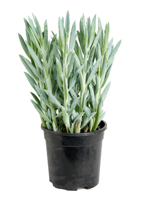 Visuel 1 du produit Seneçon Mount Everest bleu. Le pot Ø 12 cm