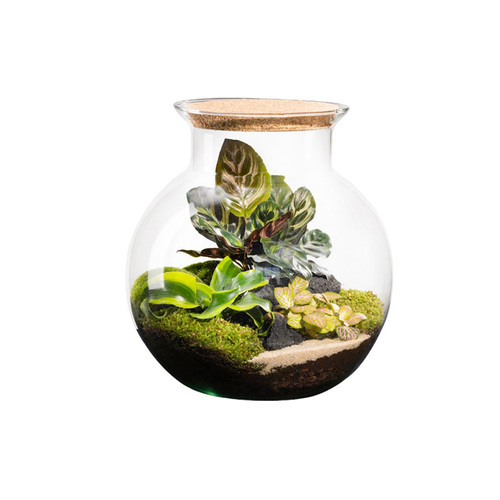 Visuel 1 du produit Terrarium autonome botanic® Havana Cala - Taille L Ø 25 cm H 27 cm