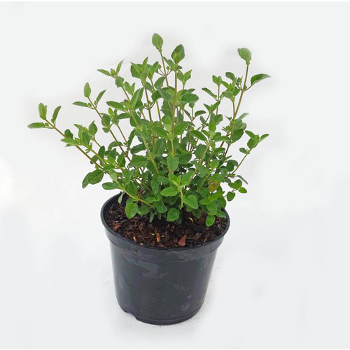 Visuel 1 du produit Sauge Salvia x Jamensis Pink Lips - Le pot de 3 litres