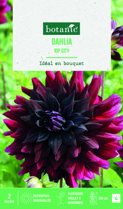 Visuel 1 du produit Bulbes de fleurs Dahlia semi-cactus rip City botanic® - 2 bulbes