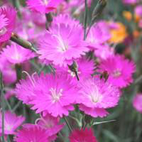 Visuel 1 du produit Œillet des Alpes - Le pot de 2,5 litres