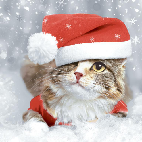Visuel 1 du produit 20 serviettes 3 plis Kitten Christmas - 33 x 33 cm