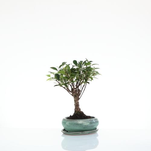 Visuel 1 du produit Bonsaï Ficus Retusa botanic® taille 1,2. Le pot