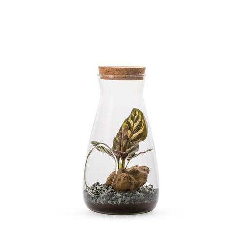 Visuel 1 du produit Terrarium Labo Mix en verre transparent Naturalys taille M - Ø 12 x 23 cm