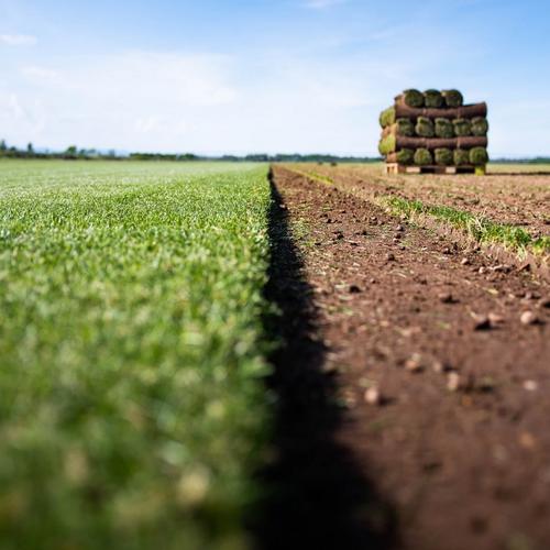 Visuel 2 du produit Gazon naturel résistant à la sécheresse en rouleaux Les Gazons de la Hardt - prix au m² pour une surface achetée totale de 451 à 500 m²