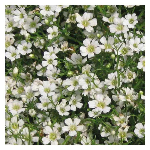 Visuel 1 du produit Gypsophile nain blanc - Le pot de 9 x 9 cm