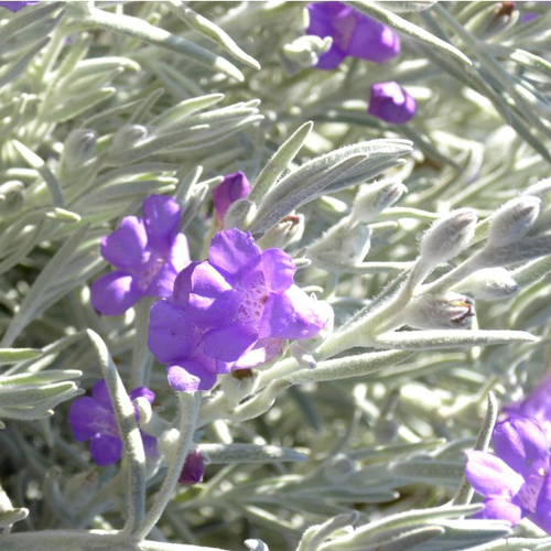 Visuel 1 du produit Leucophyllum - Le pot de 2,5 litres