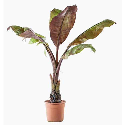 Visuel 1 du produit Ensete Ventricosum Maurelii (Bananier d’Abyssinie) en pot de 5 L vert