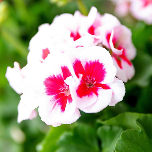 Visuel 1 du produit Géranium Zonale - Le sac à suspendre