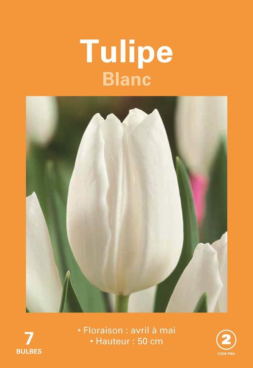 Visuel 1 du produit Bulbes de fleurs Tulipe blanc botanic® - 7 bulbes