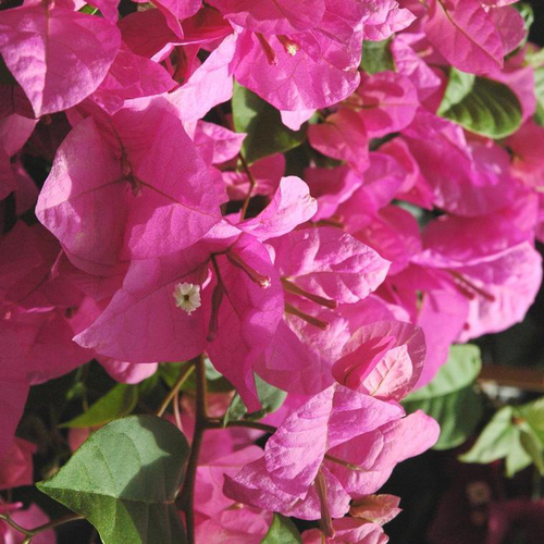 Visuel 1 du produit Bougainvillier ou Bougainvillée Californiana et Sanderiana à fleurs roses - Le pot Ø 35 cm avec tuteurs en colonne