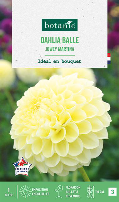 Visuel 1 du produit Bulbe de fleurs Dalhia balle Jowey Martina botanic® - 1 bulbe