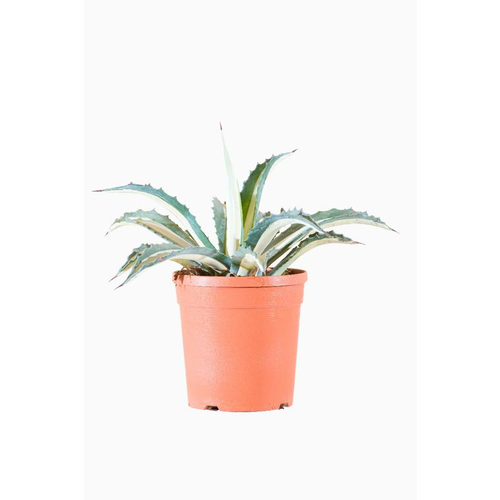 Visuel 1 du produit Agave Lophantha Quadricolor en pot de 15 L Jaune